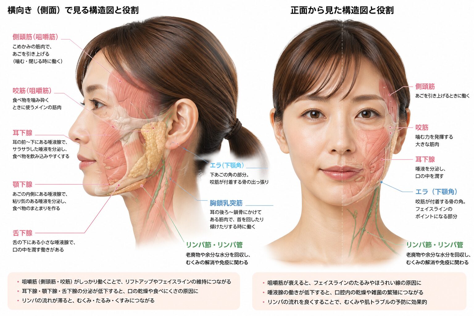 耳下腺・顎下腺・舌下腺と咀嚼筋(側頭筋・咬筋)、リンパ節の位置と役割を横向きと正面から示した構造図
