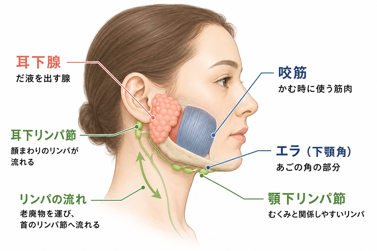 耳下腺と咬筋、耳下リンパ節・顎下リンパ節の位置を示した解説図。過食嘔吐で顔がパンパンになりエラが張る仕組みを表している