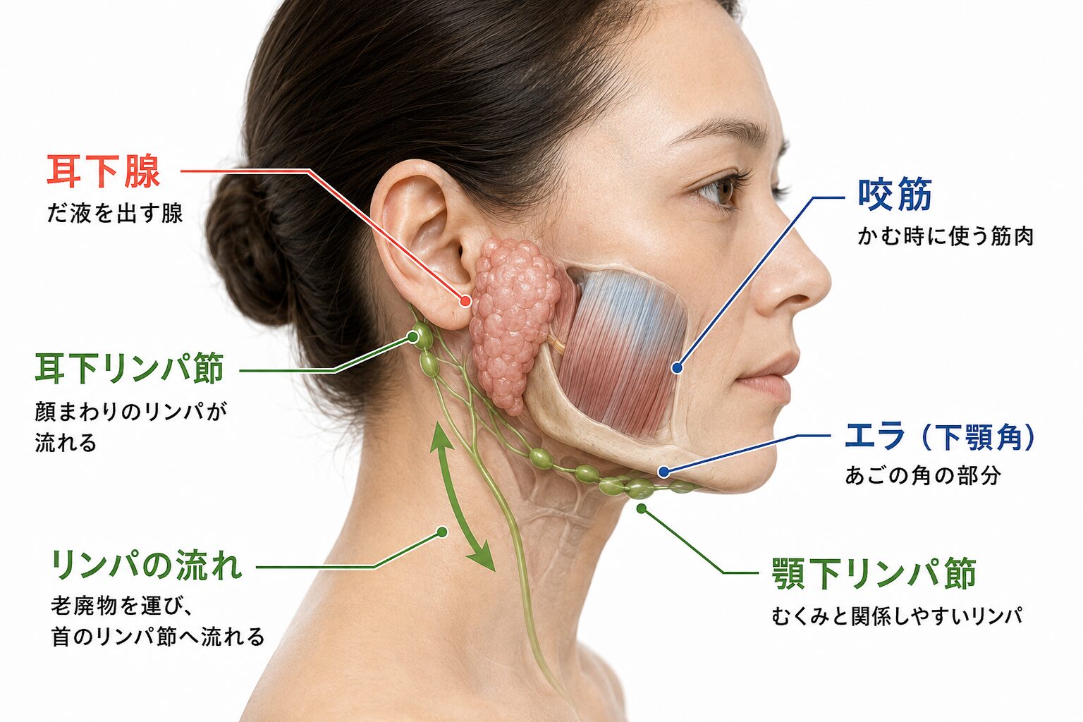 過食嘔吐で顔つきが変わる仕組みを示した図。耳の下にある耳下腺、あご側の咬筋、顔まわりのリンパ節の位置がわかる